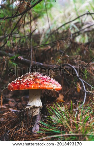 Close up picture of fly agaric mushroom in the forest. Red head poison mushroom in autumn season with fallen leaves on the background. Natural wallpaper with dangerous plant. Copy space for text.