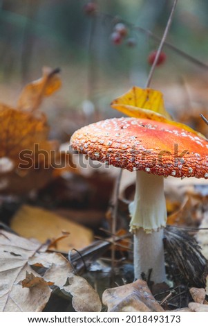 Close up picture of orange red fly agaric in the forest as nature concept wallpapers with bright color of mushroom head as poison detail. Autumn pattern on brown background. Copy space for text.