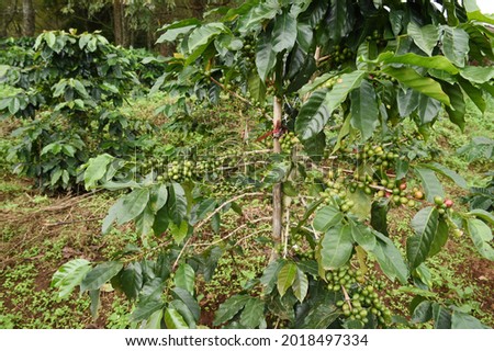 Green coffee beans on stem                              