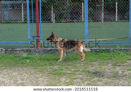 Adult Dog tied to metal fence. German Shepherd dog with collar and leash by the red metal pole waiting for its owner. Side view. Pets.