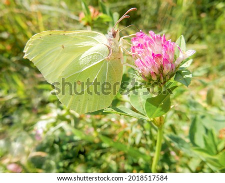 Lemongrass butterfly on pink clover flower on blurred summer background. High quality photo