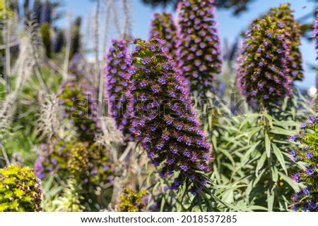 Beautiful Echium Candicans (Pride of Madeira)  flowers growing on the Pacific coast. 