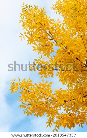 Ash tree (Fraxinus exelsior) leaves in autumn colors against blue sky.
