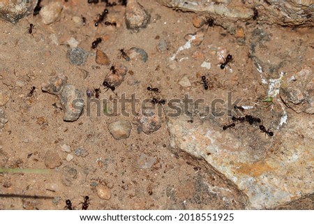 Close-up of ants moving around the anthill