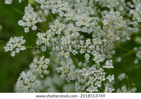 Plants of caraway (Carum carvi) in blossom. Second year of the plant. Caraway field.  Royalty-Free Stock Photo #2018553749