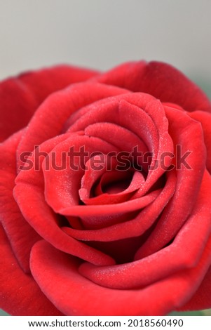 Close-up picture of as rose flower with few drops of water
