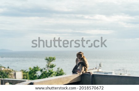 
monkey sitting on the wall The background is the sky and the sea.