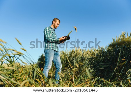 Happy mature technician checking the growth of the wheat for a quality control in a cereal field in summer