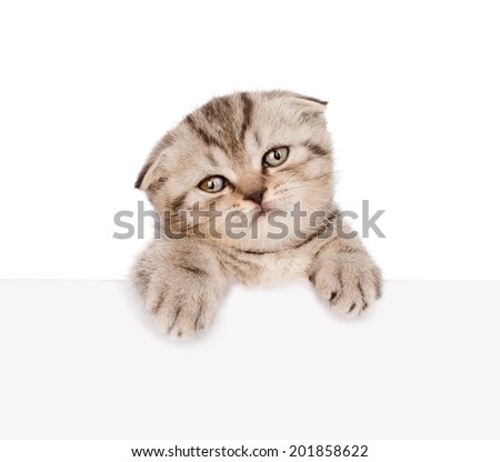 scottish kitten looking out because of the poster. isolated on white background