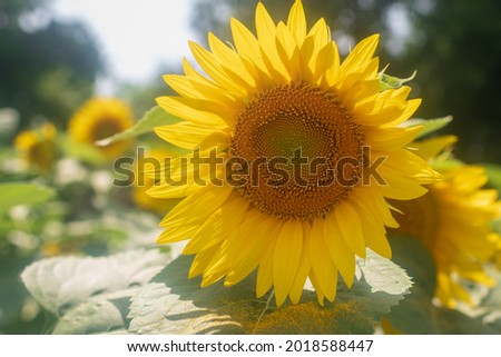 Wild bee on flower with nectar sunflower in field countryside. Countryside consisting of bee, wild bright flower sunflower on field. Field natural herb it wild flower sunflower at countryside with bee