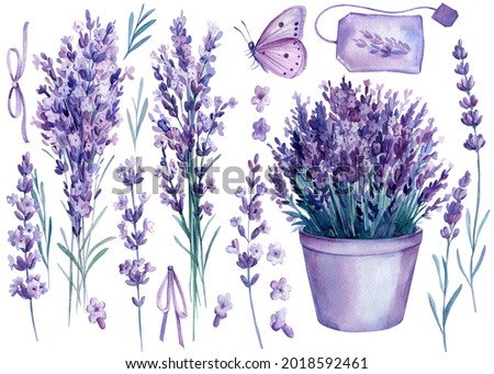 Lavender flowers, set of floral design elements, watercolor illustration, isolated white background