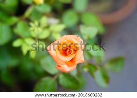 orange yellow rose blossom and water drops on it at flower nursery selective focus in light