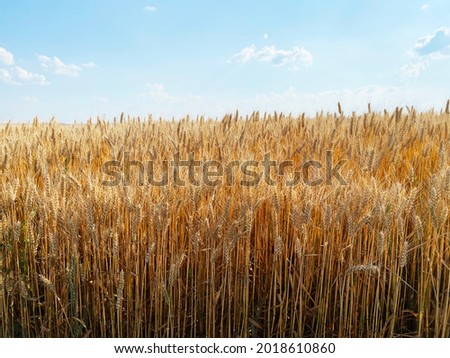 Field of wheat under the blue cloded sky view