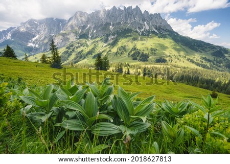 Forest scene with fir treese Alps mountains in background, Gosau region, Austria