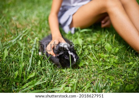 A little girl  play with Black Guinea pig sitting outdoors in summer, Pet calico guinea pig grazes in the grass of his owner's backyard
