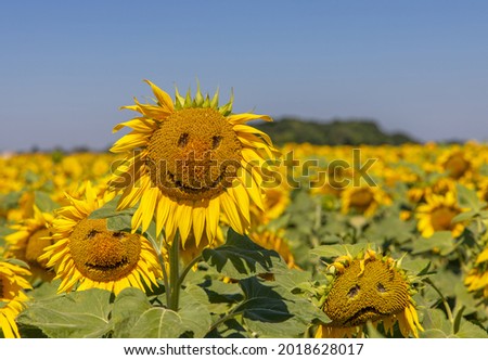 Rustic background with comic sunflowers.