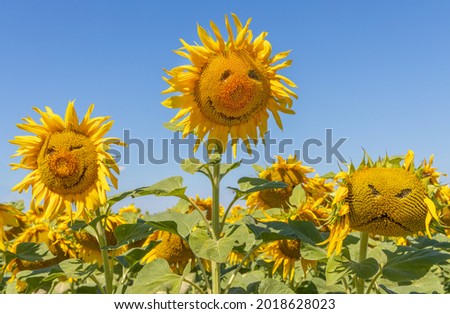 Sunflowers with funny faces against the summer sky for positive mood and a healthy lifestyle.