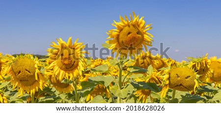 Сomic sunflowers on rustic field background with funny faces as concept for joyful summer mood and healthy lifestyle.