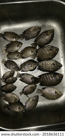 beautiful Freshwater tilapia fish in borneo Royalty-Free Stock Photo #2018636111