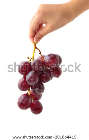 Woman's hand holding a bunch of dark grapes on white background