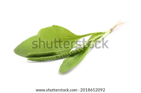 Broadleaf plantain with seeds on white background. Medicinal herb Royalty-Free Stock Photo #2018652092