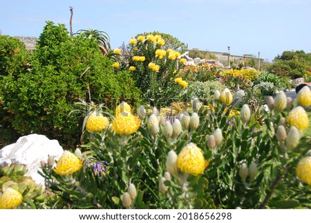 Fynbos garden in Scarborough, Western Cape, South Africa Royalty-Free Stock Photo #2018656298