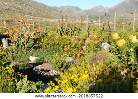 Fynbos indigenous garden in Scarborough, Western Cape, South Africa Royalty-Free Stock Photo #2018657522
