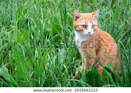 The cat is sitting in the grass after the rain. A domestic ginger kitten walks on the damp grass.