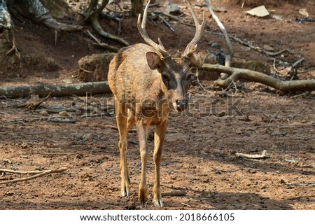 little deer looking for food during the day photo