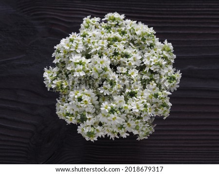 Bouquet of the medicinal plant Berteroa incana with white flowers on a dark wooden background, flat layout. Beautiful flower picture for design and decoration