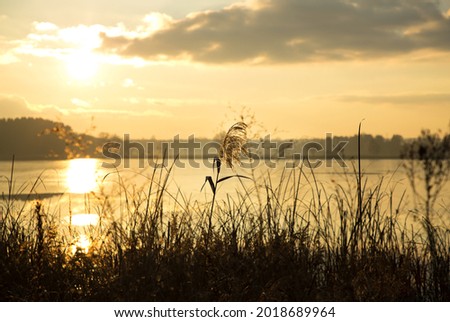 Beautiful natural landscape. Reeds, sun, lake. Sunset time. Sunny path in the reflection of the water surface. Golden colors. Silence, calmness, pacification