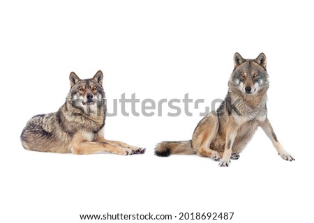  Two Gray wolf  isolated on white background