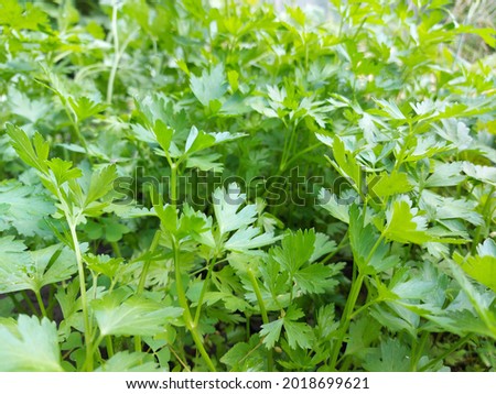 parsley grows in the garden bed. green leaves, greenery