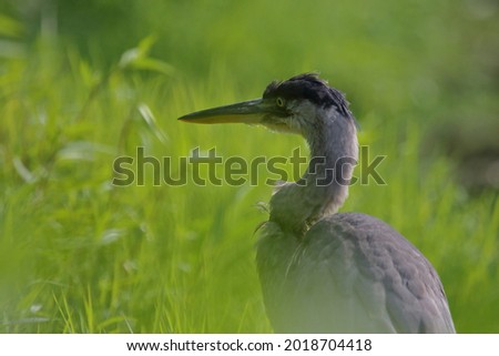 isolated great blue heron in wilderness