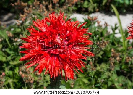Incredibly beautiful red poppy. Garden flower.