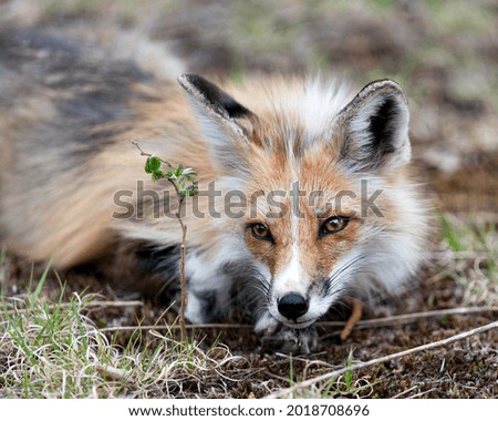 Red Fox head close-up looking at camera with a blur background in its habitat and environment. Picture. Portrait. Fox Image. Head shot.