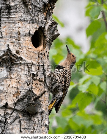 Northern Flicker bird close-up view creeping on tree by its nest cavity entrance, in its environment and habitat surrounding during bird season mating with a blur forest background. Flicker Bird  Royalty-Free Stock Photo #2018709488