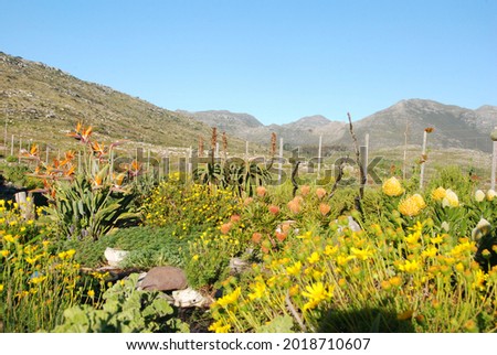 Fynbos at Scarbourough, Western Cape, South Africa Royalty-Free Stock Photo #2018710607