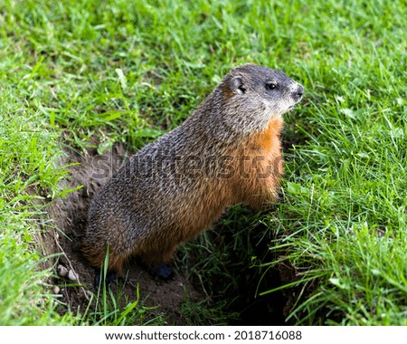 Groundhog close-up view at the entrance of its burrow standing and looking side ways with grass background in its environment and surrounding habitat. Image. Picture. Portrait.
