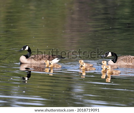 Canadian Geese with their gosling babies swimming and displaying their wings, head, neck, beak, plumage in their environment and habitat and enjoying its day. Canada Geese Image. Picture. Portrait. 