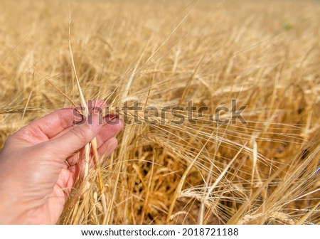 Hands touching golden wheat field, farmer enjoying great harvest. Harvest.