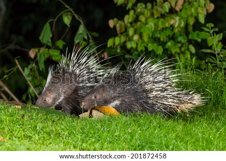 Couple of nocturnal animals Malayan porcupine(Hystrix brachyura) come out from the dark to find some food in nature at Kaengkrajarn national park,Thailand