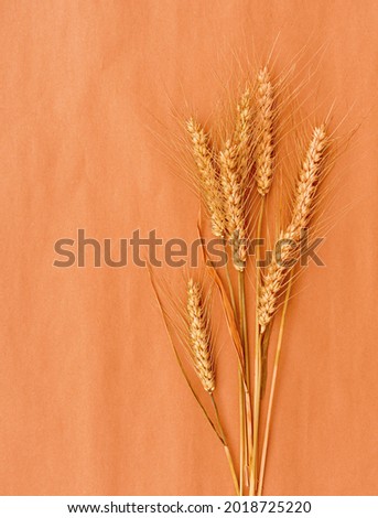 Bouquet of dry spikelets of wheat or barley on an orange background.