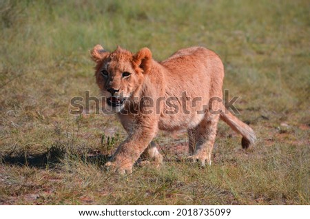 Cute Lion Cub Exploring Nature