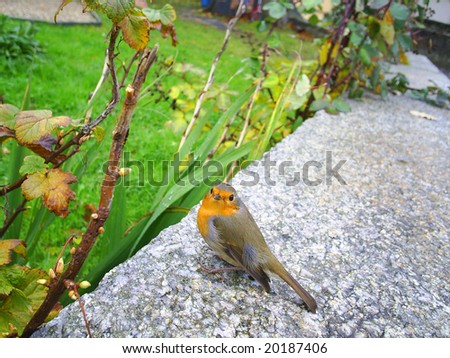 Photo of a beautiful coloured small bird.