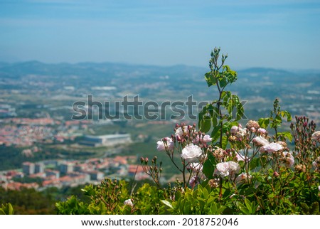 Gentle pink roses are blooming at the viewpoint of the Portuguese landscape in the background, postcard shot