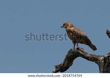 Birds in the Kruger national park
