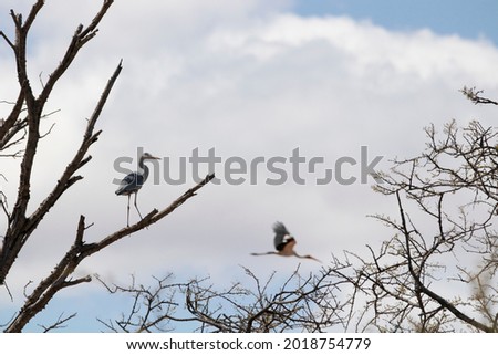 Birds in the Kruger national park