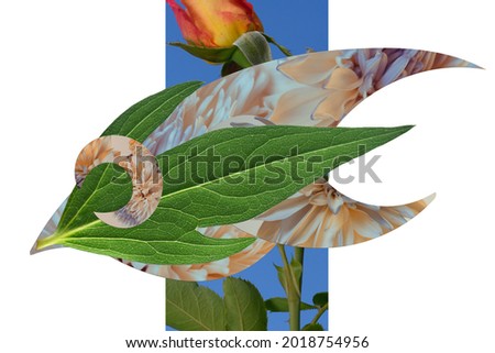graphic collage with botanical elements, abstract shape with flowers and foliage on a white background. 