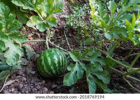 Beautiful watermelon grows on the ground in the field of nature. Young small watermelon in the garden.
